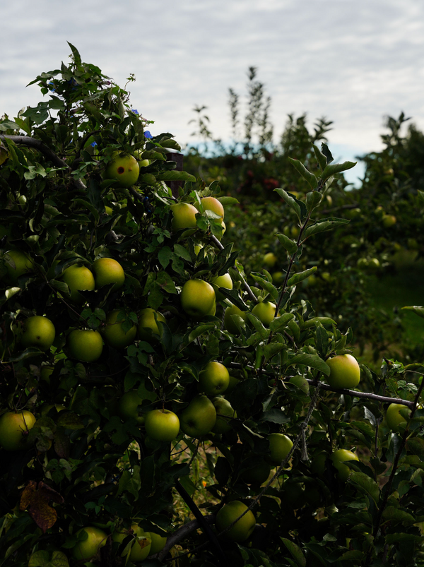 From The Cost Cider